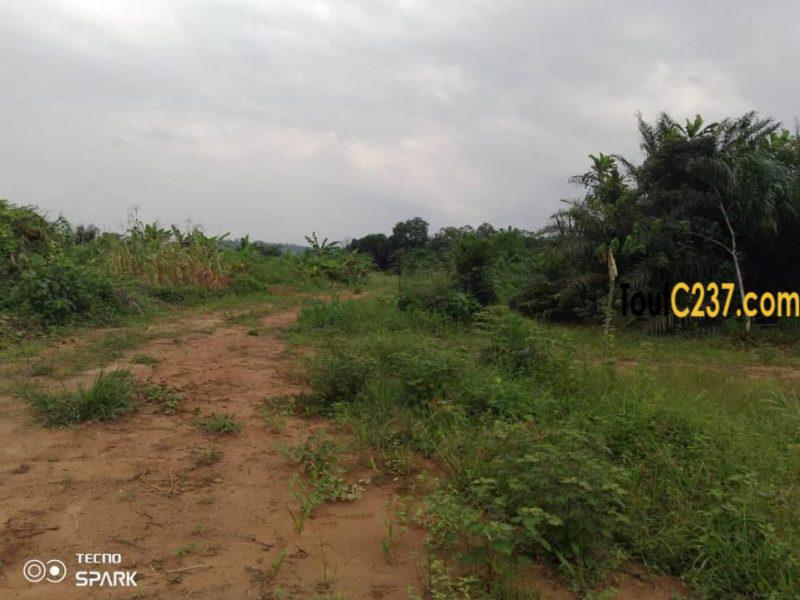 Terrain à vendre à Lendi Douala