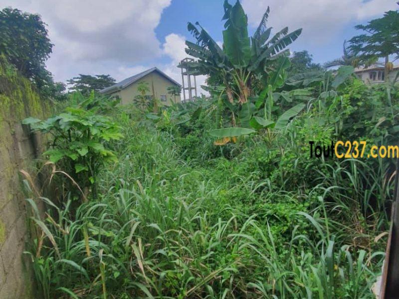 Spécial terrain à vendre à Logpom Douala
