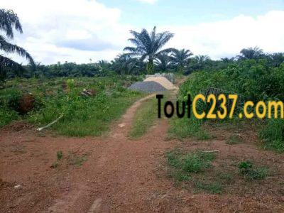 Terrain morcelable à vendre à Pk19 Douala