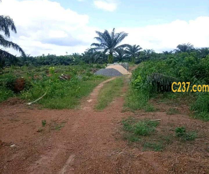 Terrain morcelable à vendre à Pk19 Douala