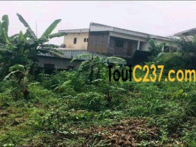 Terrain à vendre à Japoma Douala