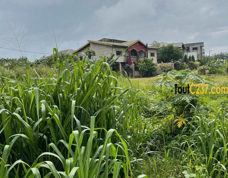 Terrain à vendre à Yassa cite chirac Douala