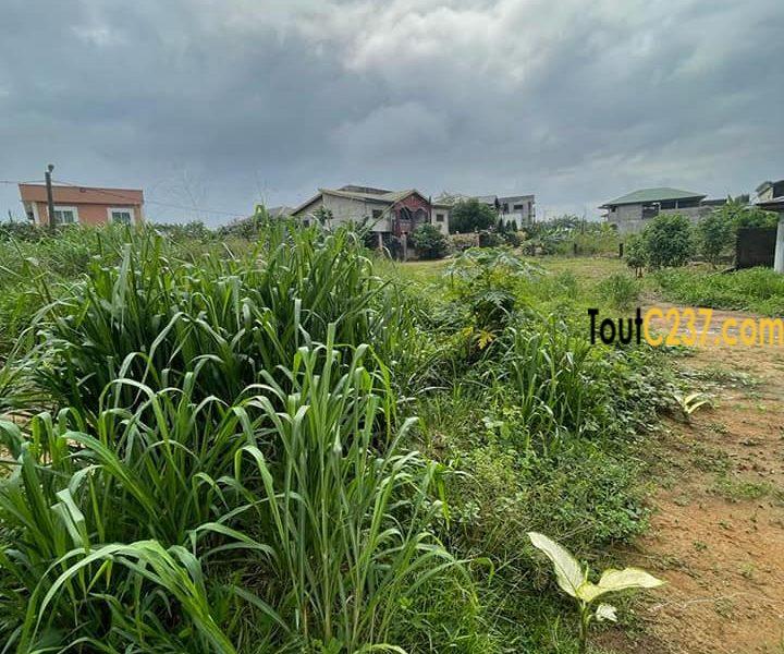 Terrain à vendre à Yassa cite chirac Douala