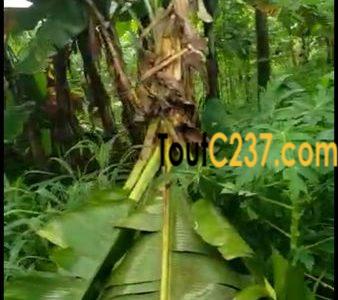 Terrain à vendre à Kotto Douala