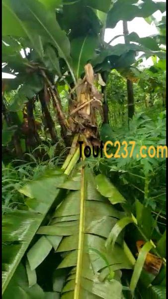 Terrain à vendre à Kotto Douala