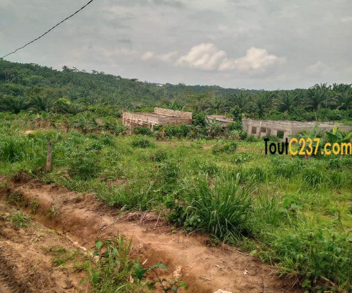 Terrain à vendre à Douala Ngoma