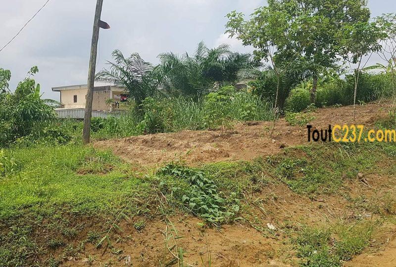 Terrain à vendre à Pk10 Douala