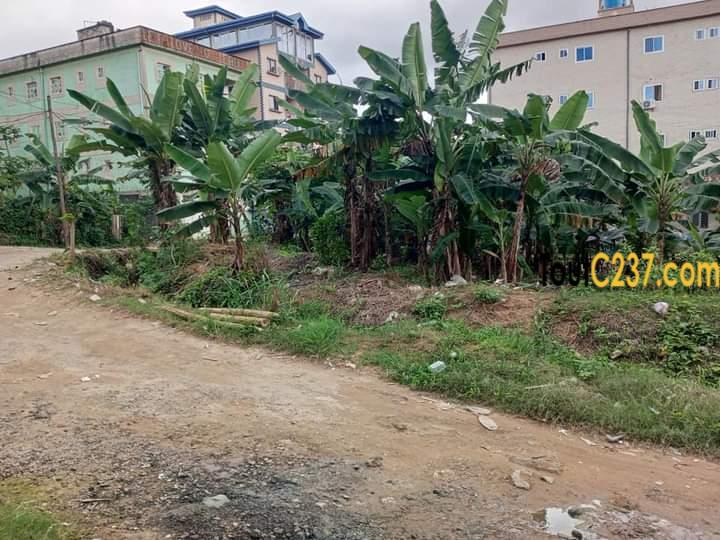 Terrain a vendre à Kotto Douala