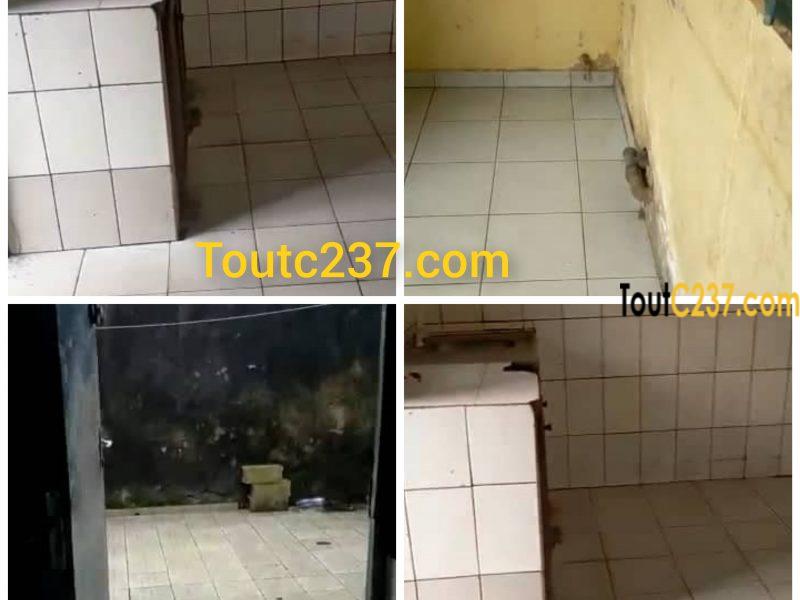 Maison en villa à louer à Bonamoussadi