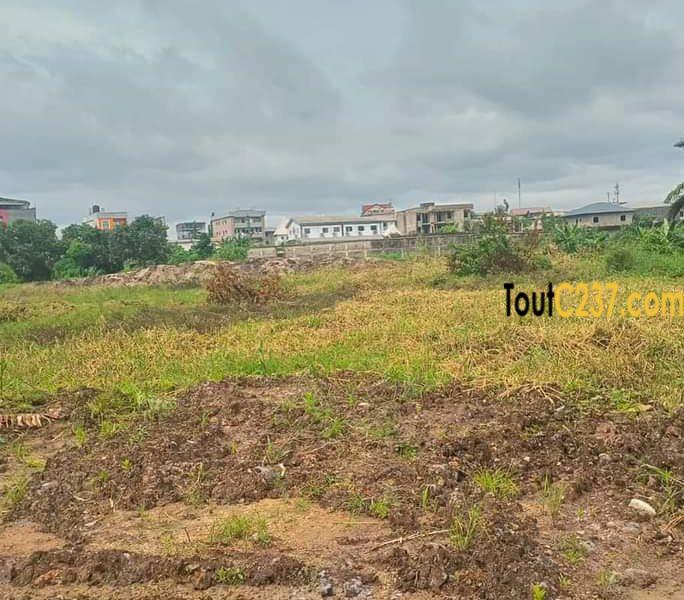Terrain a vendre à Bonamoussadi Douala