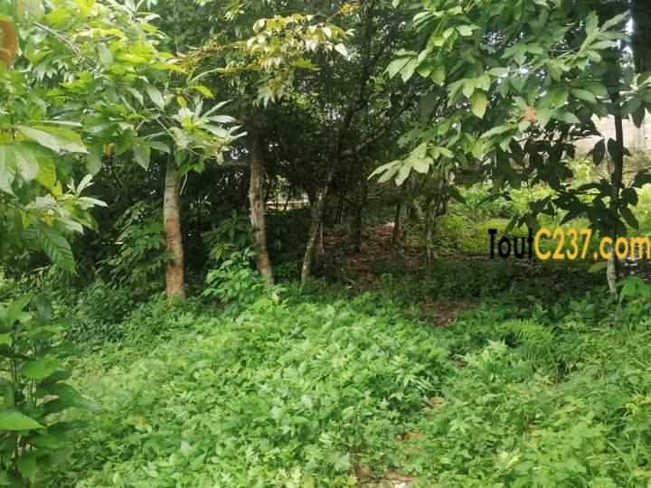 Terrain a vendre a pk14 Douala