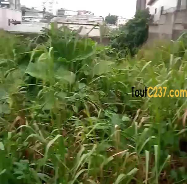 Terrain à louer à Bonamoussadi, Douala