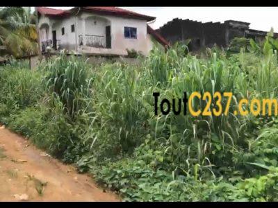 Terrain à vendre à Logbessou Douala