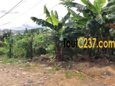 Terrain à vendre à Logpom Douala