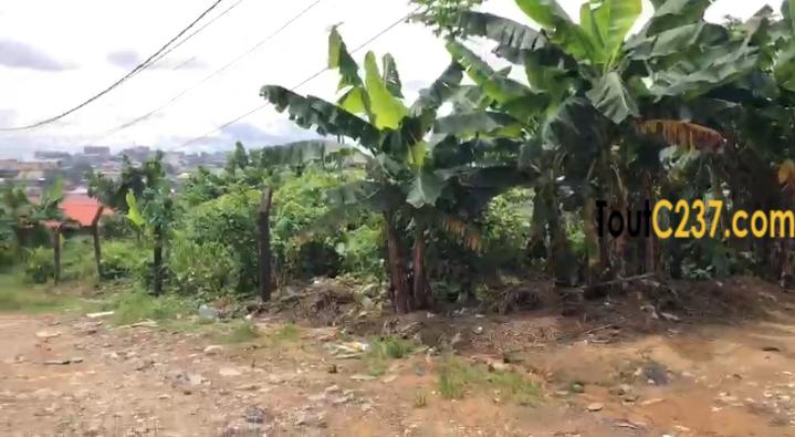 Terrain à vendre à Logpom Douala