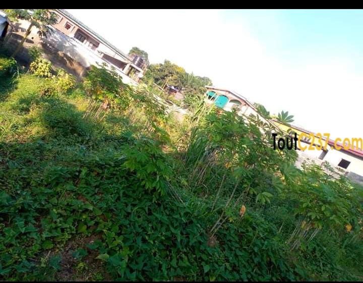 Terrain à vendre a Pk10 Douala