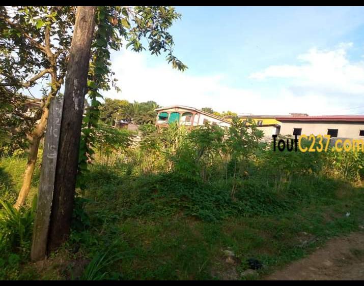 Terrain à vendre a Pk10 Douala