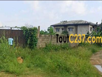 Terrain à vendre à Logbessou (Témoins))