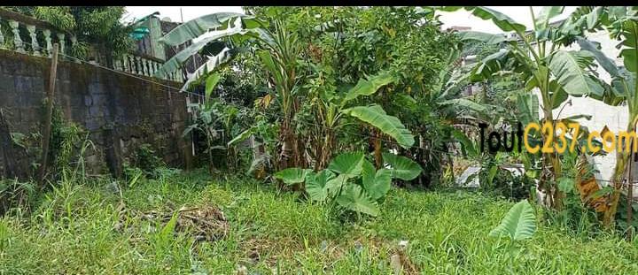 Terrain à vendre a Ndogbong Douala