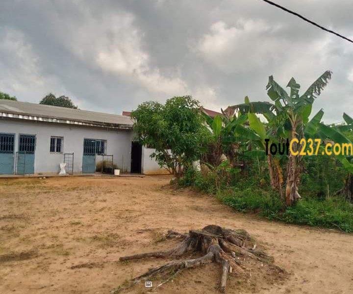 Terrain a vendre à Lendi Douala