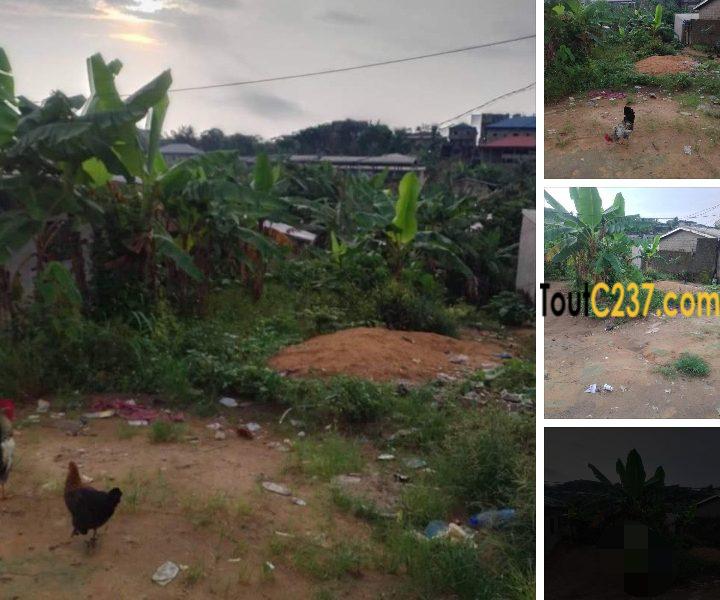 Terrain à vendre à Logpom Douala