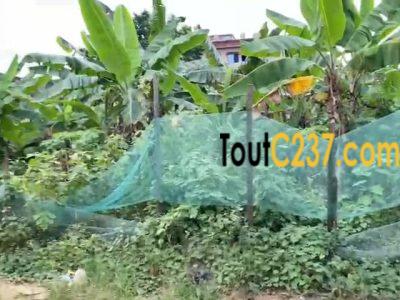 Très bon terrain à vendre à Kotto Douala