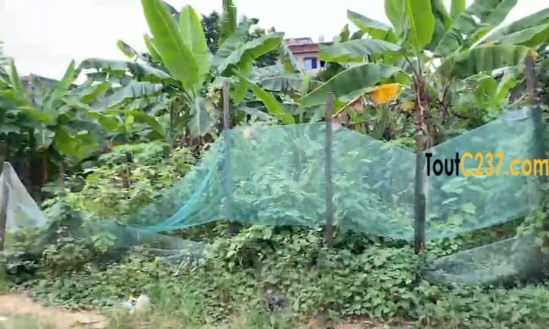 Très bon terrain à vendre à Kotto Douala