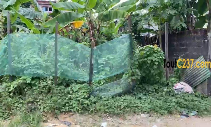 Très bon terrain à vendre à Kotto Douala