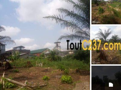 Terrain a vendre à Logbessou Antenne