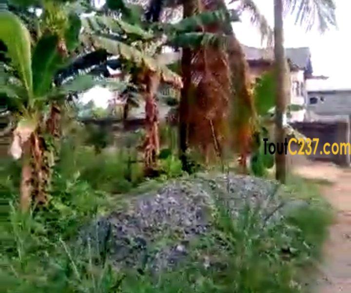 Terrain à vendre à Logbessou Antenne