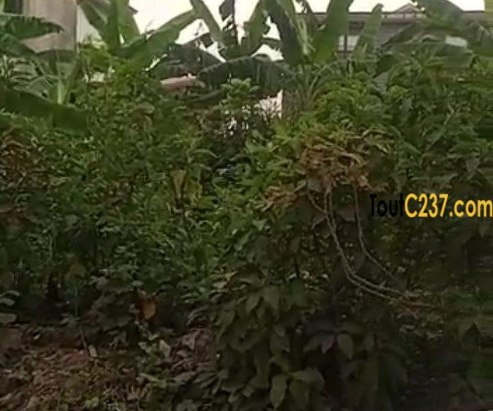 Très bon terrain à vendre à Pk13 Douala