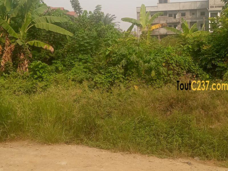 Terrain à vendre à Logbessou (Nickel oil)