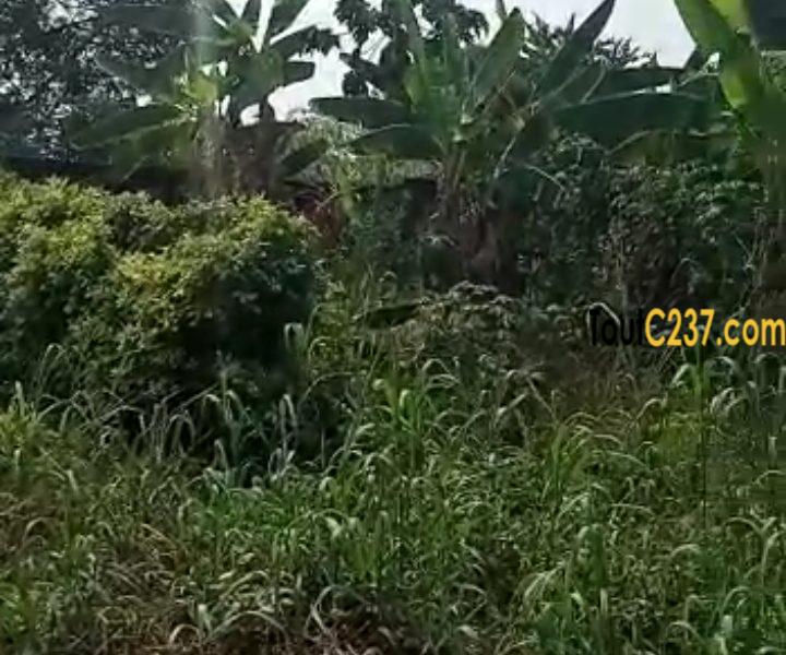 Terrain à vendre à Japoma Douala