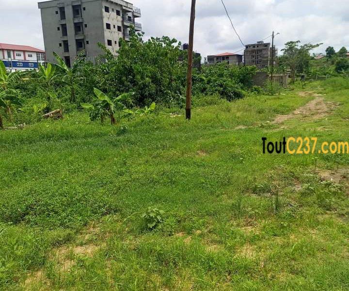 Terrain à vendre à Japoma (Bakoko)