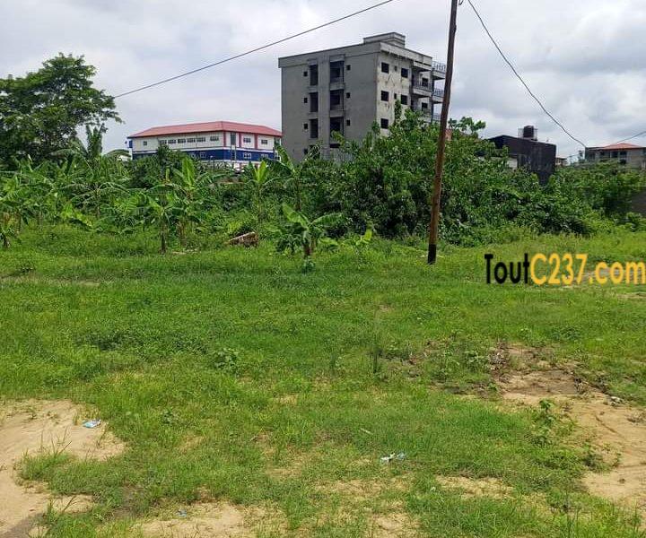 Terrain à vendre à Japoma (Bakoko)