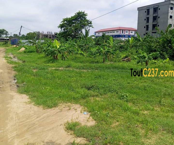 Terrain à vendre à Japoma (Bakoko)