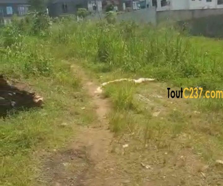 Terrain d'angle à vendre à Yassa