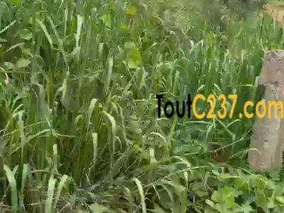 Terrain à vendre à Yassa (Yaticka)