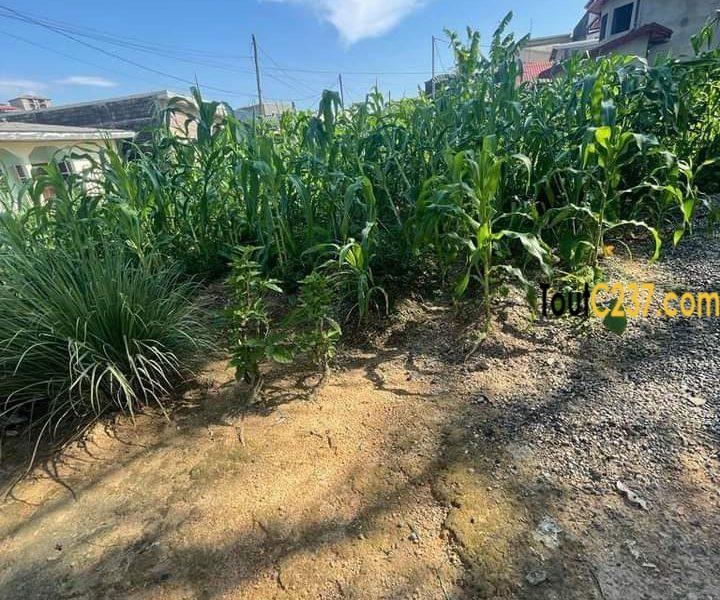 Terrain à vendre à vendre a Kotto