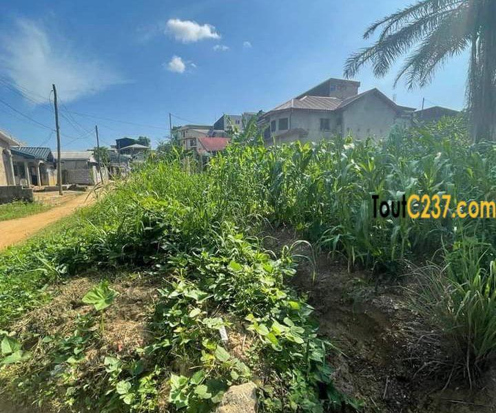 Terrain à vendre à vendre a Kotto