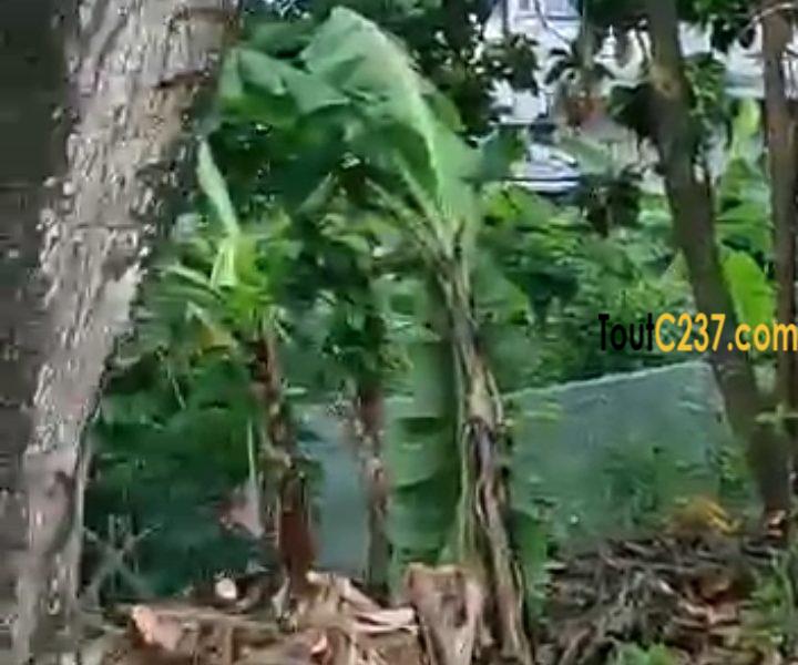 Terrain commercial à vendre à Kotto