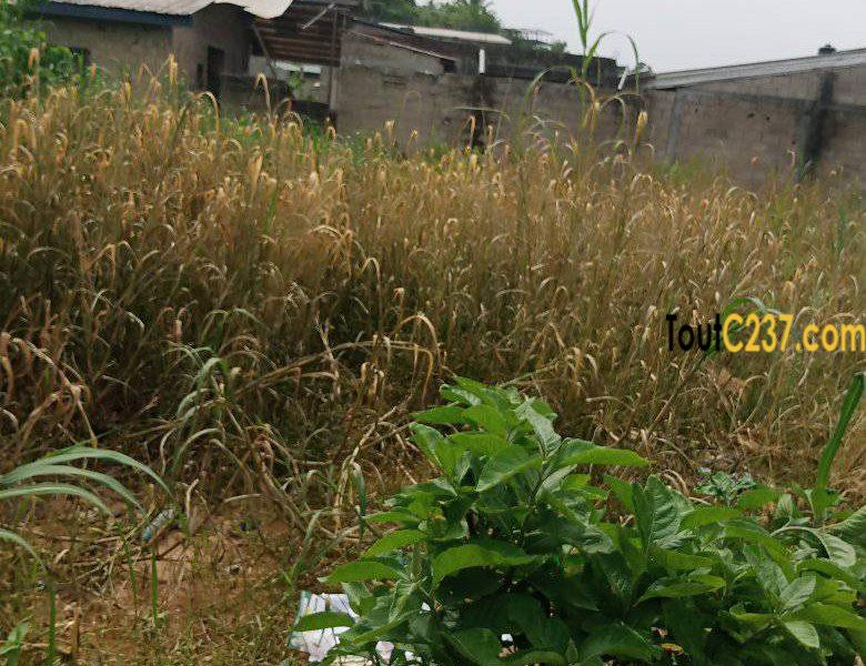 Terrain à vendre à Logbessou (antenne crtv)