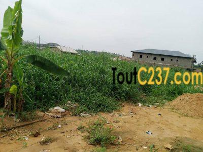 Terrain à vendre à Logbessou (antenne crtv)