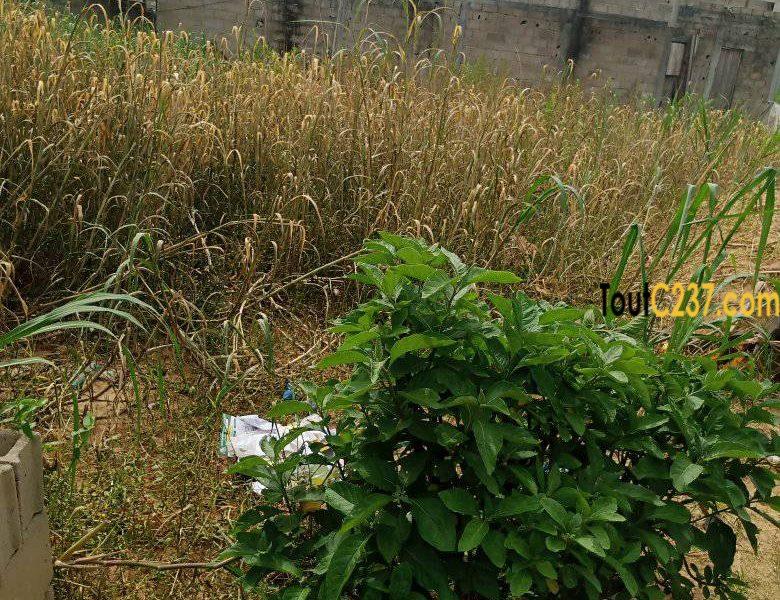 Terrain à vendre à Logbessou (antenne crtv)