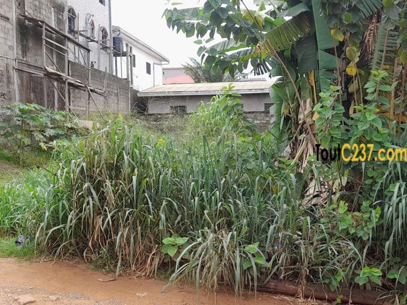 Terrain à vendre à Logpom Douala