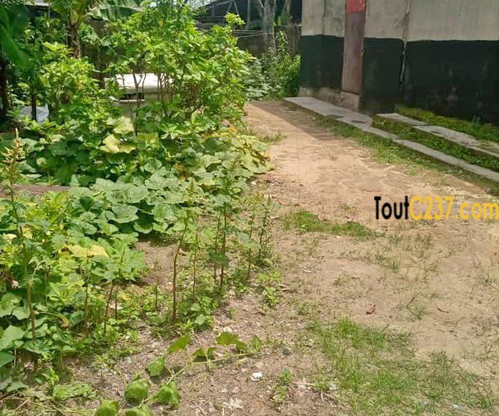 Terrain à vendre à Ndogbon Douala