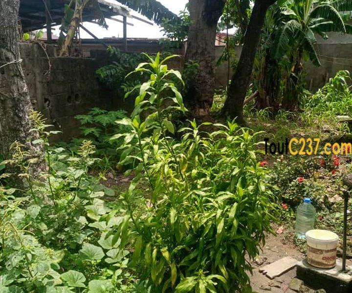 Terrain à vendre à Ndogbon Douala