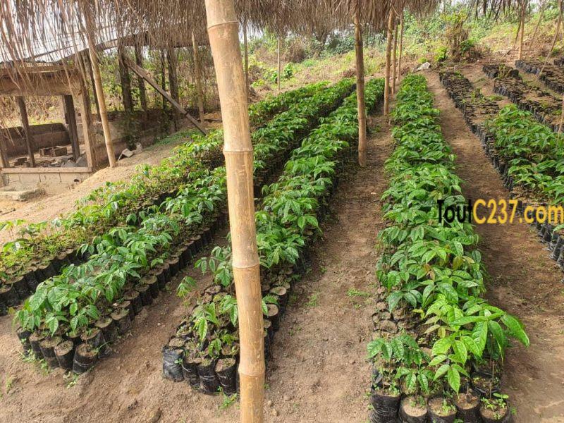 Terrain à vendre à Pk25, Douala