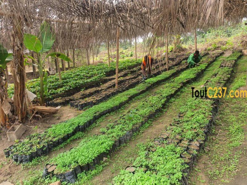 Terrain à vendre à Pk25, Douala