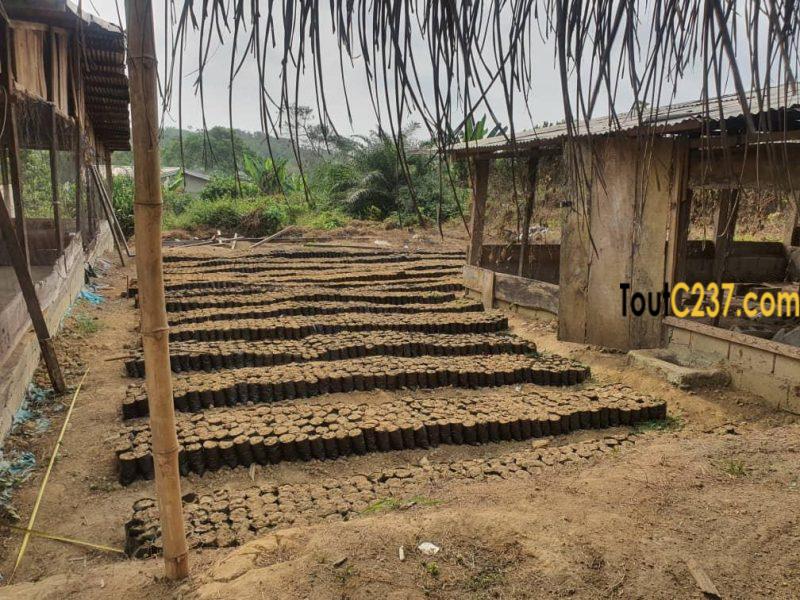 Terrain à vendre à Pk25, Douala